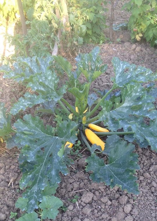 Courgettes bio dans le jardin de François Marsick