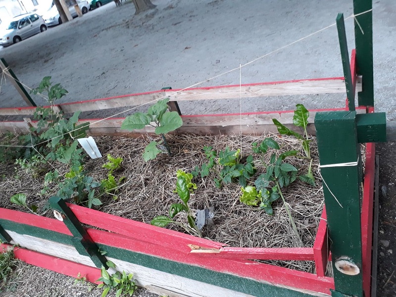 Plantation au jardin partagé de la Place Dormoy